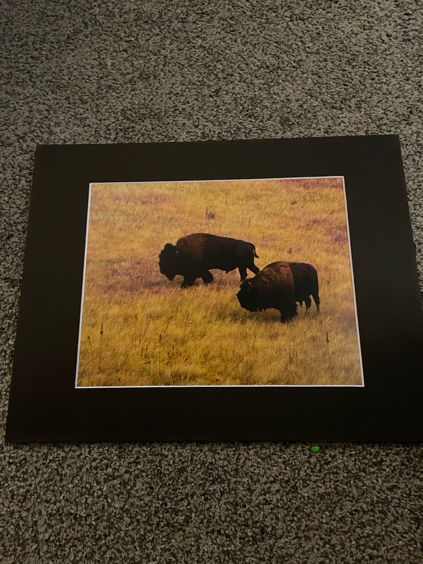 Buffalo Wind Cave National Park